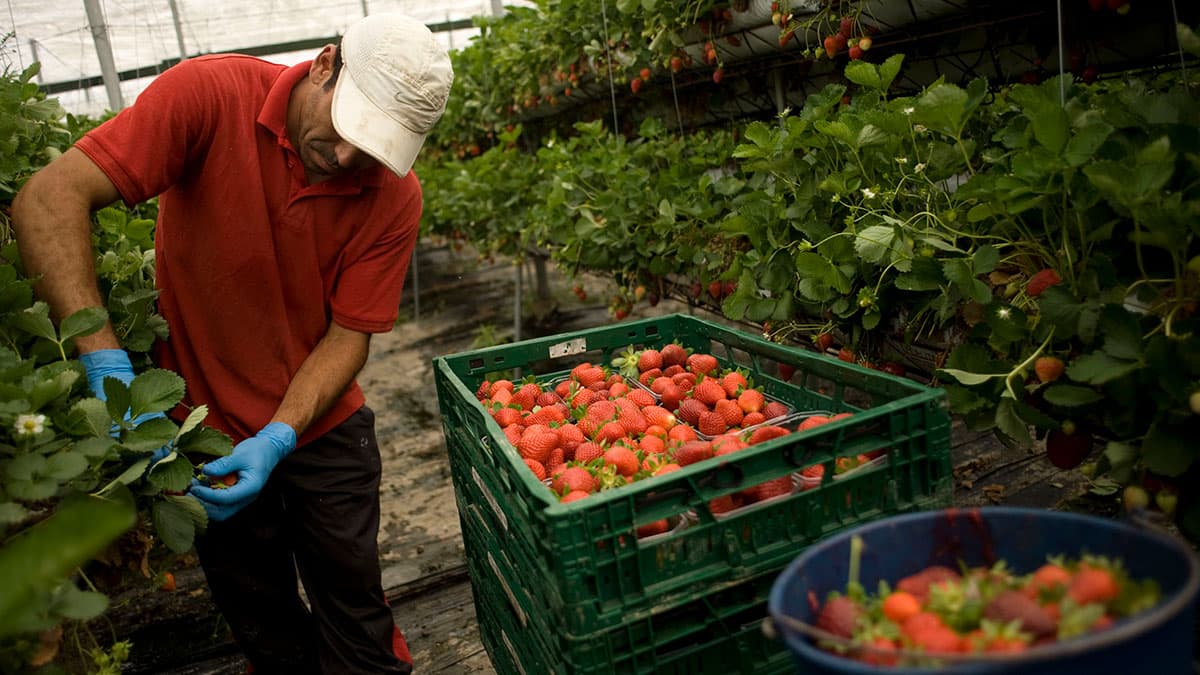 Foreign seasonal workers in Poland